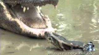 Dangerous Invaders 01  Python fights Alligator [upl. by Nevil359]