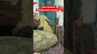 Rare Bluetail Hillstream Loaches aquarium plantedtanksetup fishtanktour fish rarefish fish [upl. by Suiraj584]