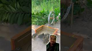 Perangkap burung shortvideo lucu trap trapbird [upl. by Tabby]