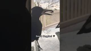 Magpie Shares Breakfast with Human 🍳 magpie smart birds tricks [upl. by Anibla]