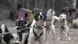 The Truth Behind Dog Sledding [upl. by Beatrix]