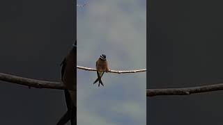 Whiskered Treeswift  female [upl. by Ardnuaek679]