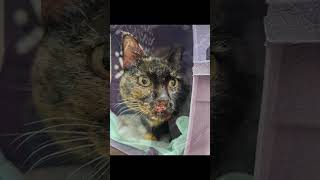 Dyna the Tortie Cat Has All of Her Teeth Removed to Help with Stomatitis [upl. by Oisinoid]