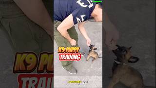 TRAINING PUPPY K9 ❌❌❌ dog germanshepherd dogtraining k9 doglover [upl. by Colwin224]