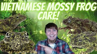 Vietnamese Mossy Frog Care Guide [upl. by Lletnohs]