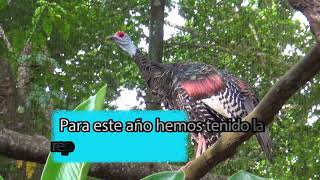 Pavo Ocelado especie emblemáticas de la zona norte de Guatemala [upl. by Sandro]