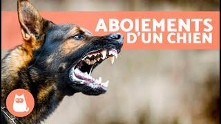 Les meilleures VIDÉOS de CHIENS QUI ABOIENT 🐶🐾 ABOIEMENTS de CHIENS en Colère Heureux et Drôles [upl. by Lanette893]