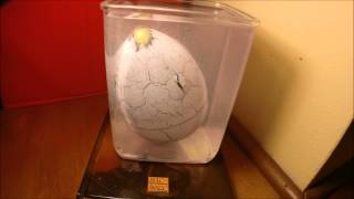 Hatching Dinosaur Egg Time Lapse Video [upl. by Lledyl]