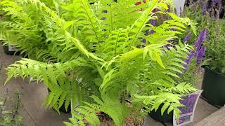 Matteuccia struthiopteris Ostrich Fern  BOLD🌟bright green NATIVE Easy to Grow Fern [upl. by Rhianon]