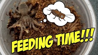 TARANTULA SLING FEEDING [upl. by Mariano]