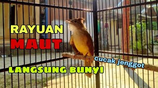 RAYUAN TERAPI CUCAK JENGGOT YANG MALAS BUNYI PASTI NYAUT BUNYI [upl. by Durkin532]