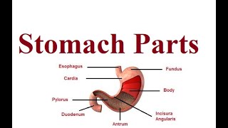 Stomach Parts  Digestive system anatomy  2024 [upl. by Fennell]