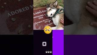 Poor Dog Crying at Grandmas Graveside 😭😭😭  SarahandtheWolves  Bouncing Square fyp [upl. by Inge]