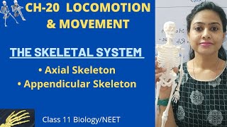 Ch20 Locomotion amp Movement  Skeletal system  Axial amp Appendicular SkeletonClass 11 BiologyNEET [upl. by Nnylorac]