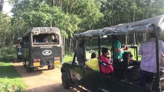 KABINI FOREST SAFARI  2017 Travelling diary  Khaleel Frisbee [upl. by Ahsienal]