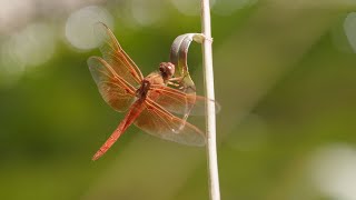 Dragonflies Learn About This Ancient Insect With Jeff Babson [upl. by Edualc]