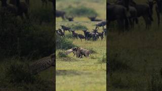 Cheetahs vs wildebeest cheetah wildebeest wildebeast cataspecies animals the [upl. by Penney736]