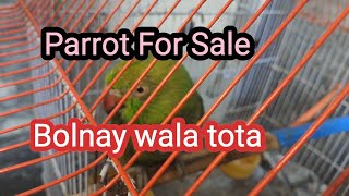 Tota Videos  Bolnay wala tota  Tota for sale  Parrot for sale  Parrot new videos [upl. by Arimat]