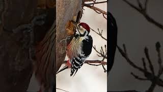 Whitebacked woodpecker making hole in tree [upl. by Allimaj730]