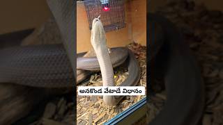 కొండచిలువ అనకొండ వేటాడే విధానం anakonda python killing prey Wildlife in USA telugu vlogs [upl. by Adalai]