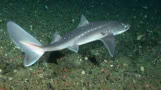 Facts The Spiny Dogfish [upl. by Minoru]