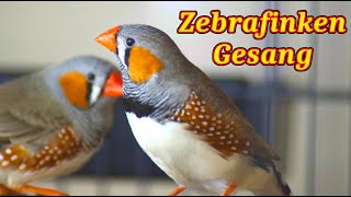 Zebrafinken Gesang  Zebrafinken Singt [upl. by Windzer]