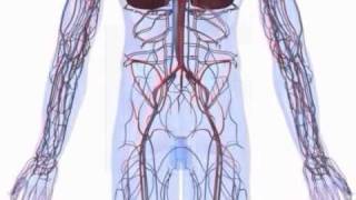 Herz und Kreislaufsystem von der Mensch [upl. by Hogue]