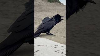 Raven Squawks oceanbeach sanfrancisco raven corvid birds nature beach [upl. by Alarice]