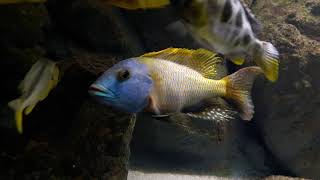 Buccochromis rhoadesii yellow  Male [upl. by Meggie348]