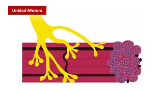 Vídeo Contracción Muscular [upl. by Agnot]