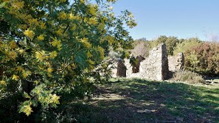 Le Vallon de la Gaillarde et ses mimosas  Petites Maures  Les Issambres  RoquebrunesurArgens [upl. by Phenice]