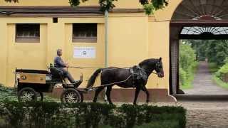 Prezentacja Stado Ogierów Sieraków 2013 [upl. by Yenattirb]