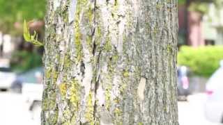 How to identify ash trees [upl. by Velda]