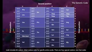 DNA transcription and translation  McGraw Hill  Biology Animation Video [upl. by Brechtel]