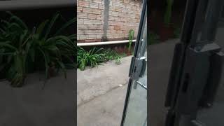 Chuva em Colider MT shots youtubeshorts chuva cute viralvideo shortsvideo [upl. by Akener598]