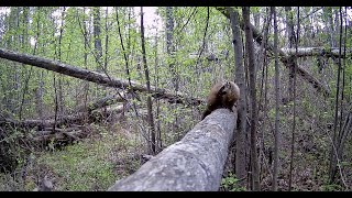 Trail Camera Video – June 8 2024 [upl. by Hanauq]