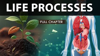 Life Processes Class 10 full Chapter Fully Animated  Class 10 Science Chapter 6  CBSE  NCERT [upl. by Tik244]