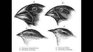 Parapatric speciation  Quick overview PhonicPedia [upl. by Pamella]