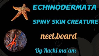 Echinodermataanimal kingdom chapter4ncertbiologyneetcbseboardsclass11 [upl. by Rochell135]