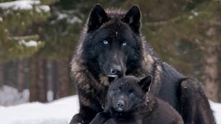 Heartwarming Bond Snow Black Wolf Grows Up with Adorable Cubs  Rare Wolf Family Moments [upl. by Mcmahon]