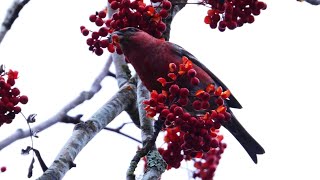 Tallbit Pine grosbeak pinicola enucleator Roliden 20241109 [upl. by Otipaga]