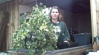 Part 1 How to Make Cuttings and Propagate Succulent Senecio Variegated Jade Ivy Vine [upl. by Nalad955]