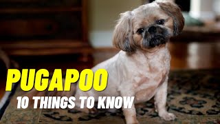 Pugapoo Dogs 101  Top 10 Things to know about the Pug and Poodle Mix [upl. by Noiro]