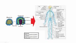 Embryonalentwicklung des Nervensystems [upl. by Pedrick]