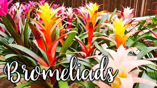 Bromeliad Flowers Losing Color When amp How To Prune Them Off  Joy Us Garden [upl. by Annanhoj913]