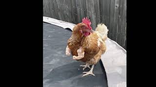 We ❤️ Our Pets Episode 1 Chicken Arms Compilation from ArmedPet [upl. by Jourdan]