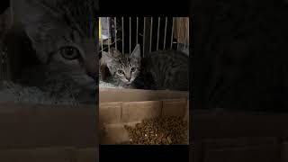 Kittens get rescued from behind a grocery store [upl. by Drofnas285]