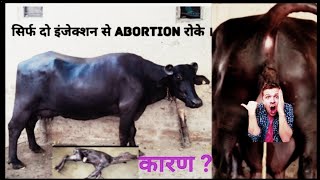 गाय या भैंस को बच्चा फेंकने Abortion से कैसे रोके how to stop abortion in Animals [upl. by Cassandre984]