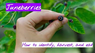 Juneberries How to Identify Harvest and Eat [upl. by Ynohtnacram]