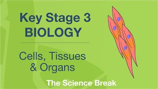 Key Stage 3 Biology  Cells Tissues and Organs [upl. by Masson]